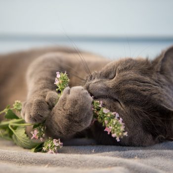 Gray Cat Enjoying Fresh Catnip Outside