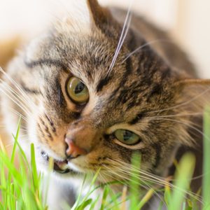 Beautiful,fluffy cat eating green grass.Horizontal .