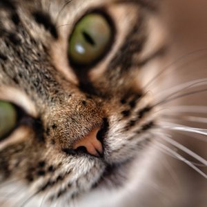 Nose, mustache and mouth of a cat, close-up, selective focus