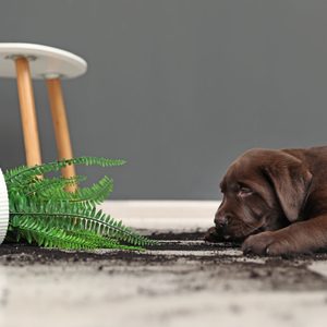 Chocolate Labrador Retriever puppy with overturned houseplant at home