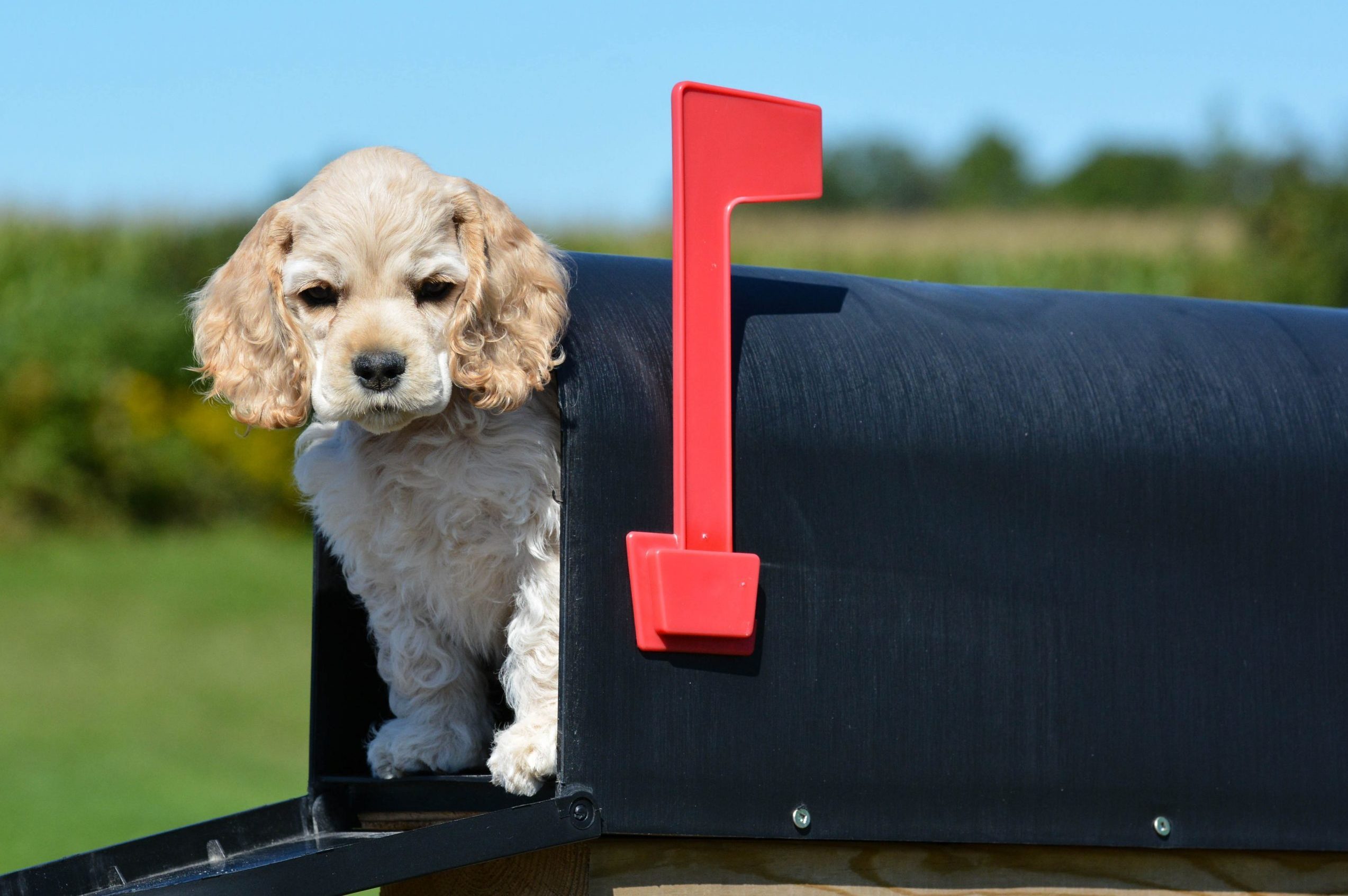 Why Do Dogs Seem to Hate the Mailman?