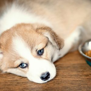 Cute Puppy overeating dog food and laying looking at camera. Dry food and the dog who eats a lot