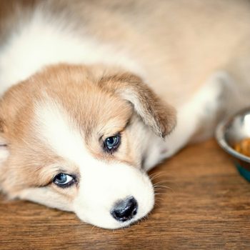 Cute Puppy overeating dog food and laying looking at camera. Dry food and the dog who eats a lot