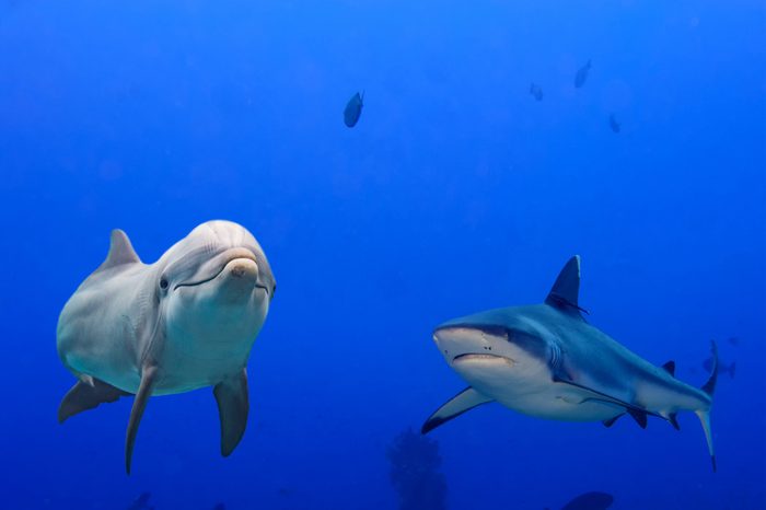 dolphin underwater with grey shark arttack on ocean background looking at you