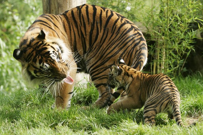 Sumatran Tiger