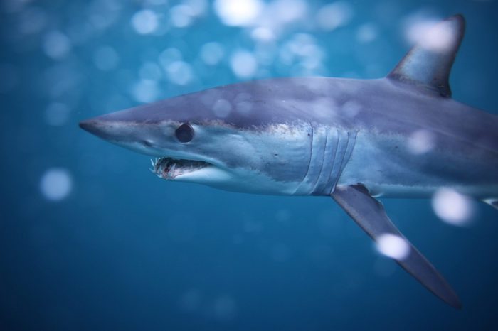 shortfin mako shark, Isurus oxyrinchus, off Cape Point, South Africa, Atlantic Ocean