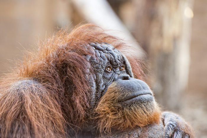 old orang utan monkey portrait while looking at you