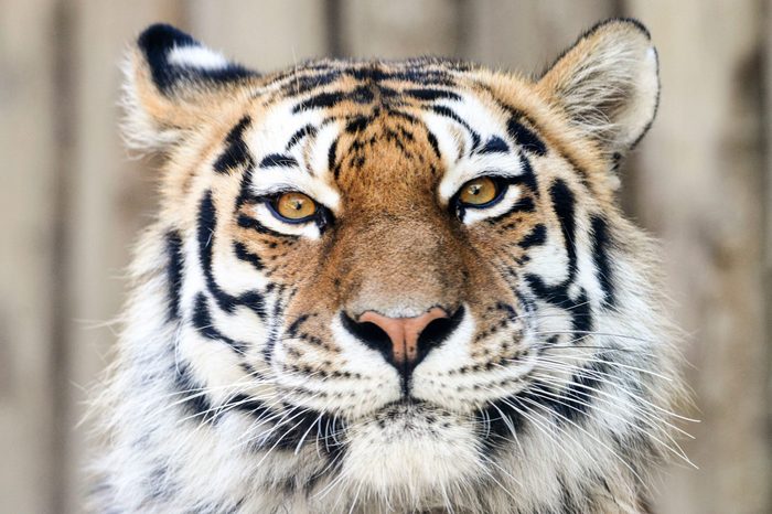 Siberian tiger yawning and resting in enclosure