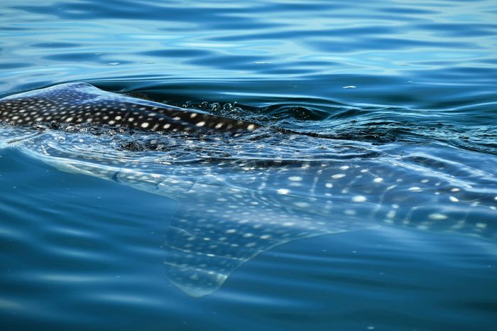 Whale Shark in La Paz, Mexico