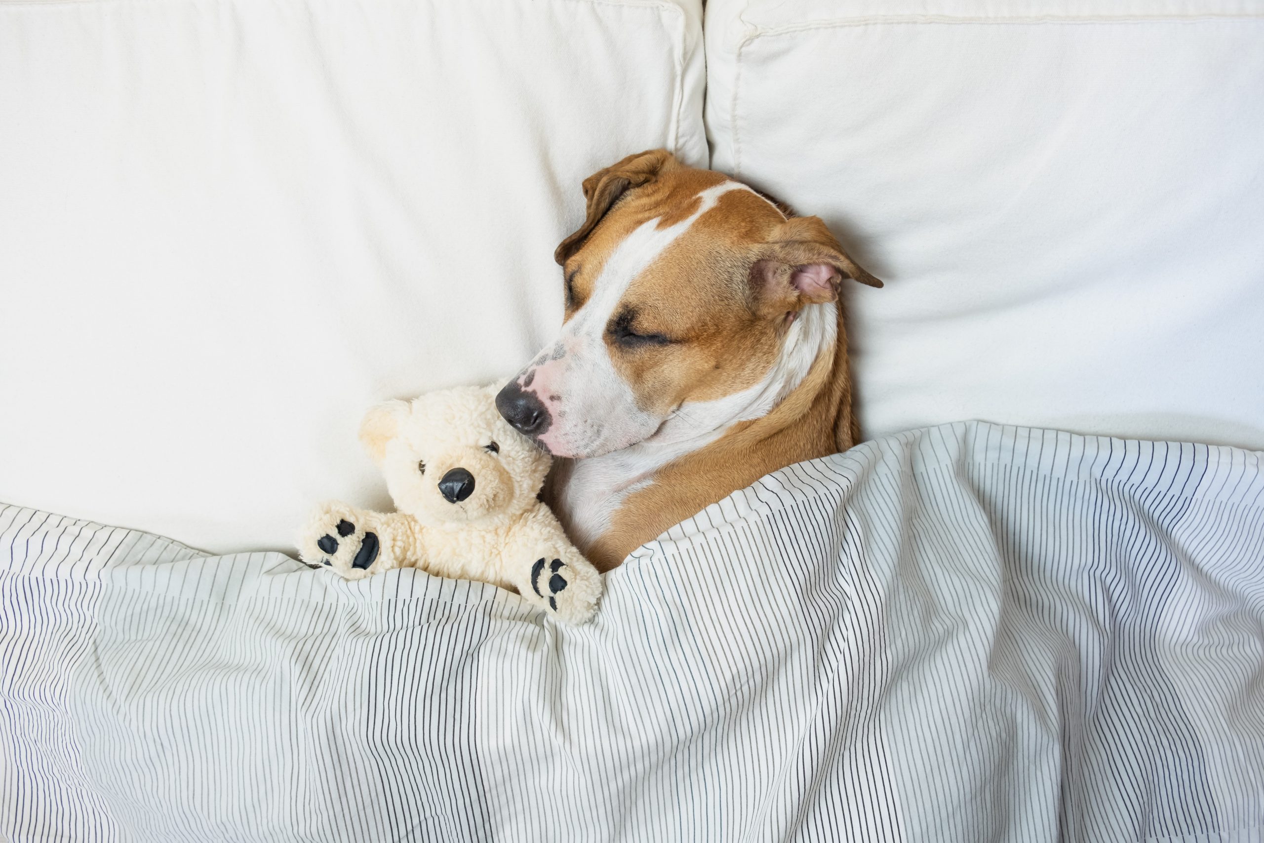 How Many Hours a Day Do Dogs Sleep?