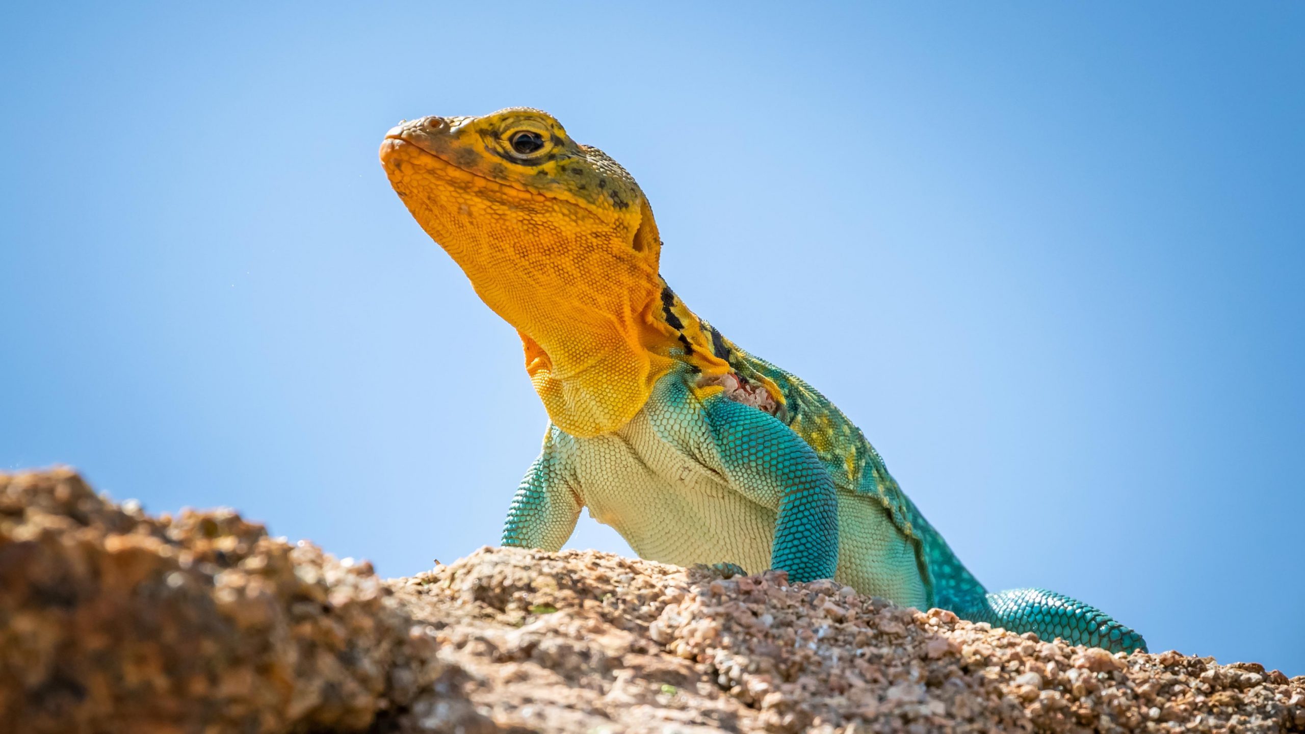 10 Reasons Lizards Are Misunderstood and Why We Need Them