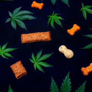 dog treats cannabis CBD