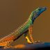 How Long Do Lizards Live?