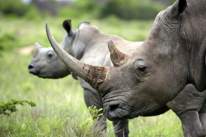 A close up of a female rhino / rhinoceros and her calf. Showing off her beautiful horn. Protecting her calf. South Africa