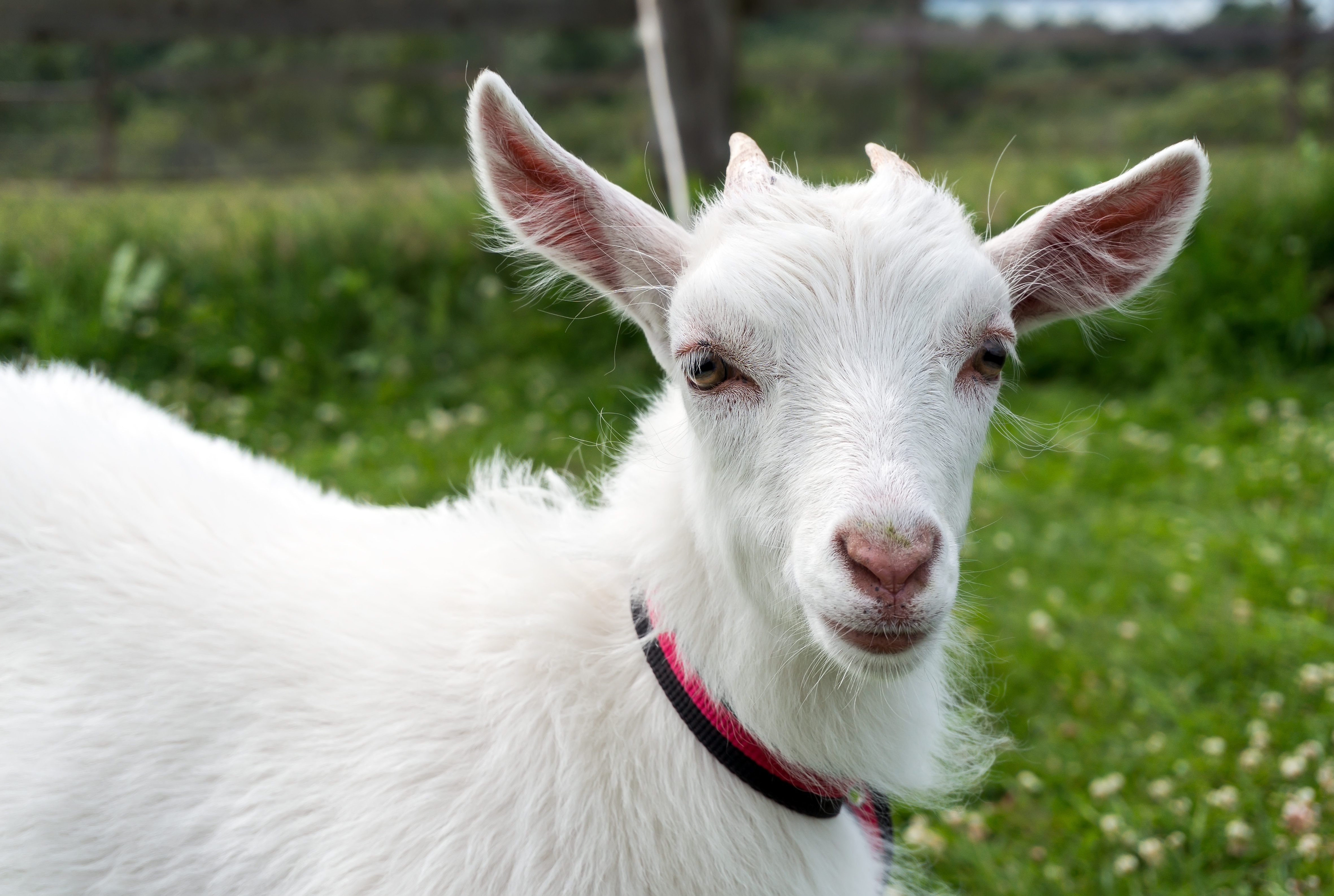 A young white goat walking on a leash on the green grass.