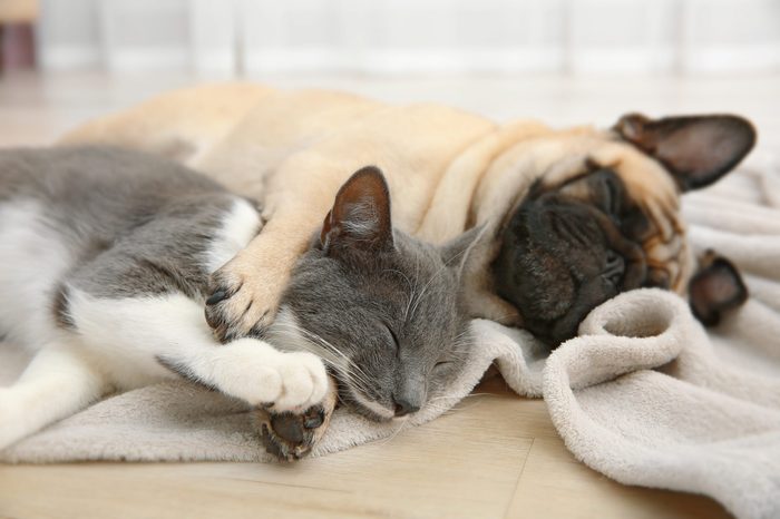 Adorable pug and cute cat lying together on plaid