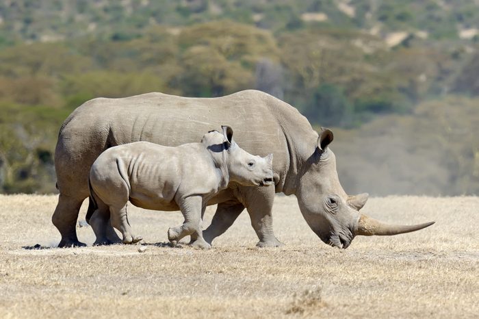 African white rhino, National park of Kenya, Africa