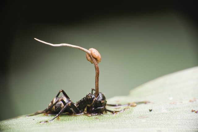 Ant with Cordyceps