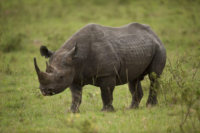 Black rhinoceros in Masai Mara National Park in Kenya