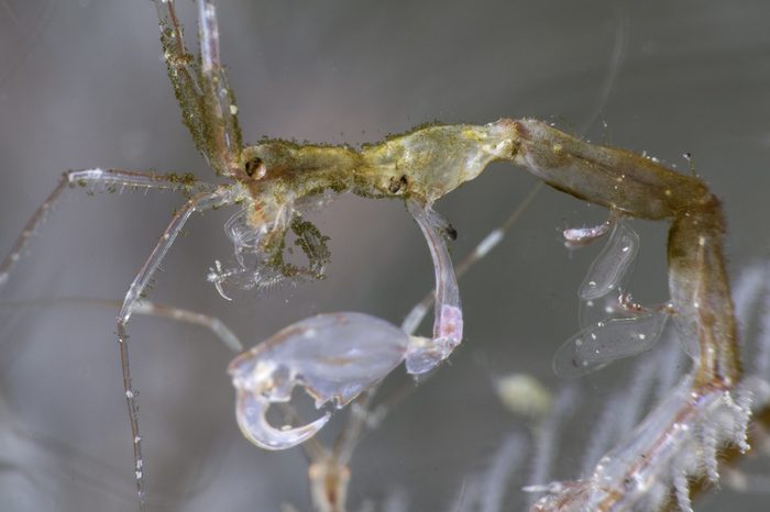 Captain hook - close up on the skeleton shrimp with details