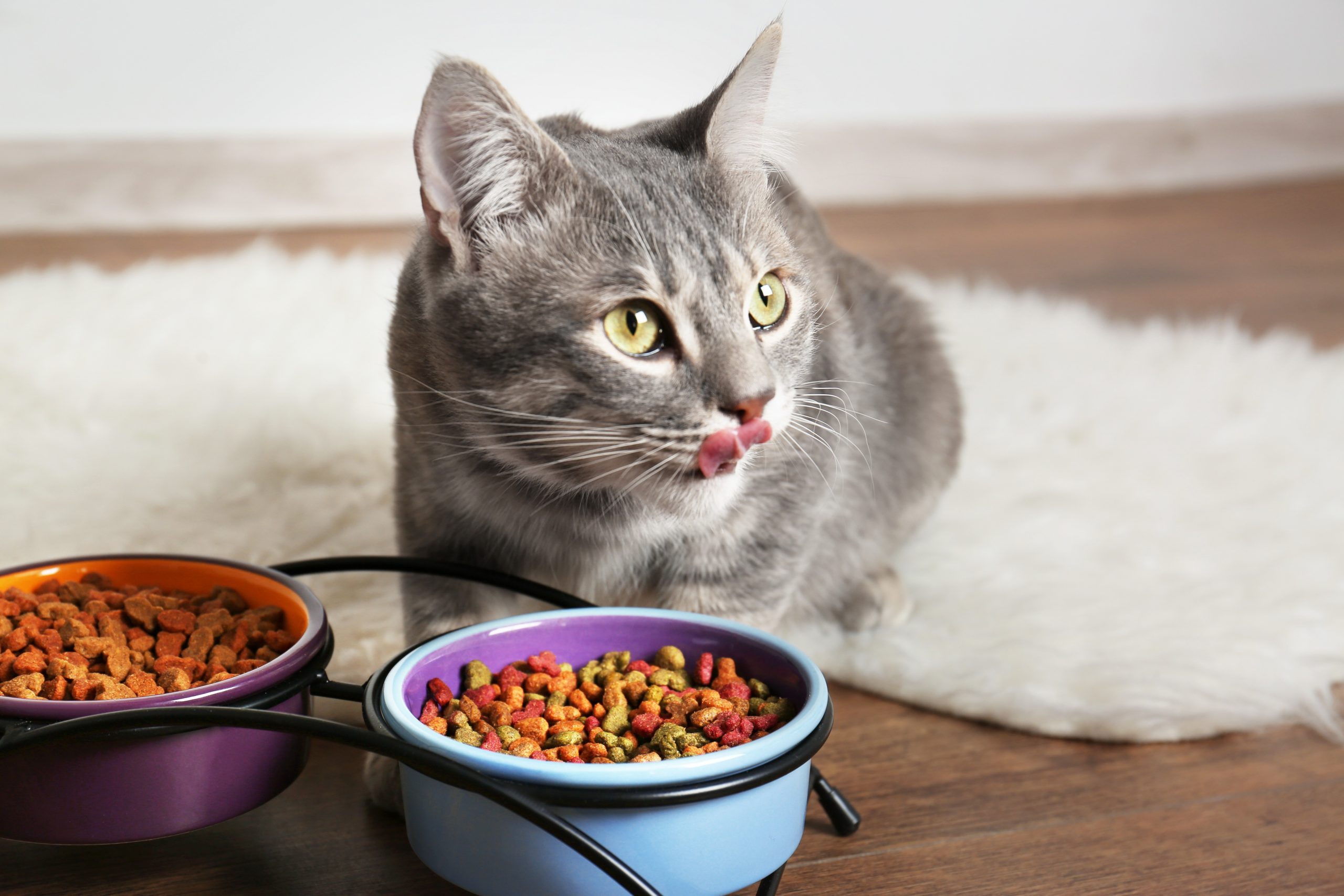 Cute cat eating on floor at home