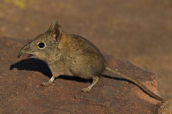 Elephant Shrew on rock with open mouth and bent snout