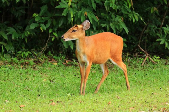 One young Muntjac in the jungle. Muntjac known as barking deer and Mastreani deer, are small deer of the genus Muntjacs.