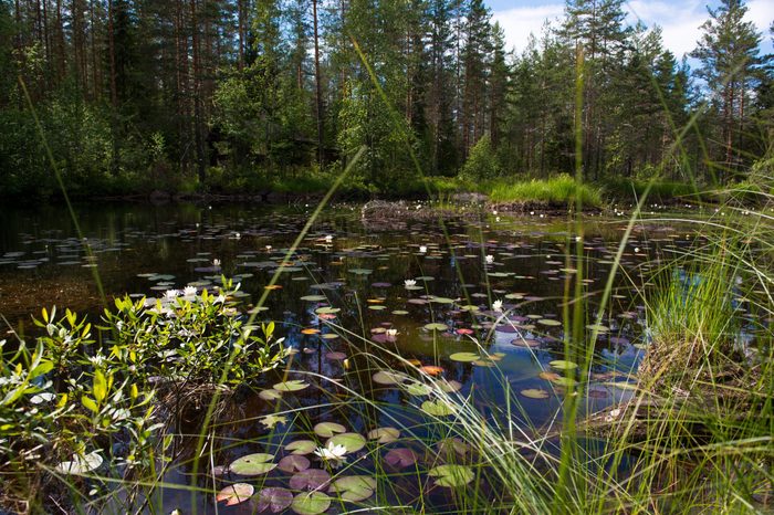 Small lake in the forest with reflection and wild water lily, Norway