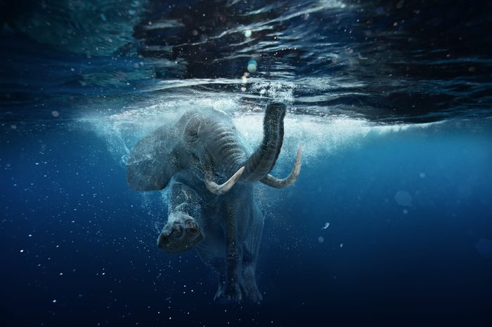 Swimming African Elephant Underwater. Big elephant in ocean with air bubbles and reflections on water surface.