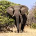 14 Stunning Photos of Elephants in the Wild