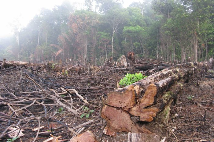 Destroyed tropical rainforest in Amazonia Brazil. Image taken on 20 January 2010