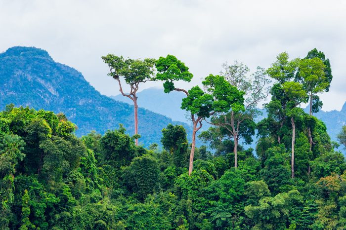 Lush green tropical rainforest with background mountain