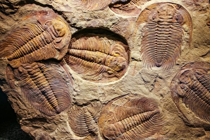 The imprint of the ancient trilobites in a stone. 500 million Year old Trilobite. Trilobites meaning three lobes are a fossil group of extinct marine arachnomorph arthropods, form the class Trilobita.