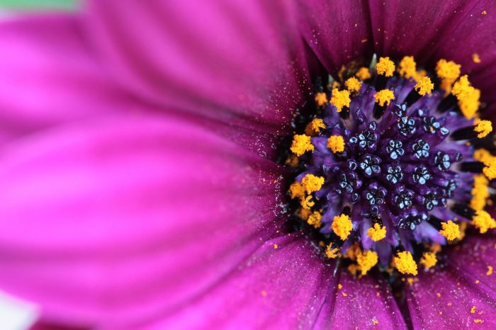 purple flower