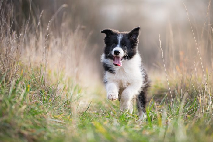 Running border collie puppy in winter time