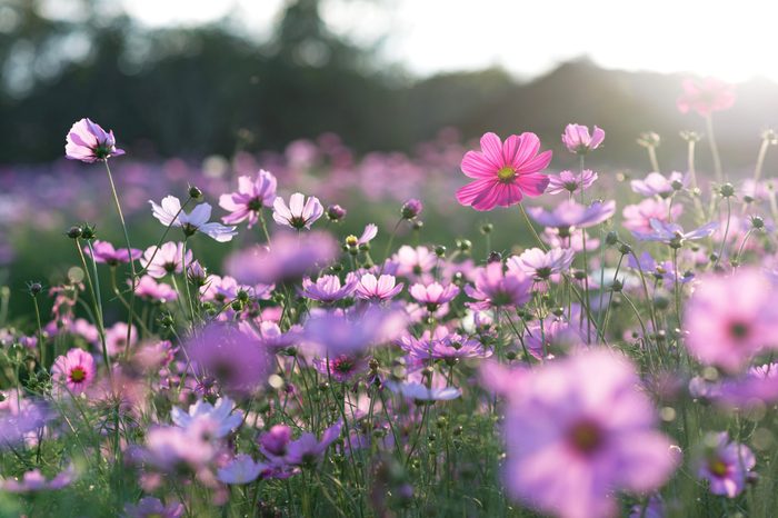 Field of cosmos flower