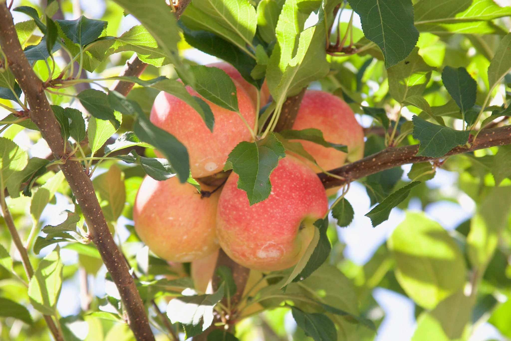Country Line Orchard