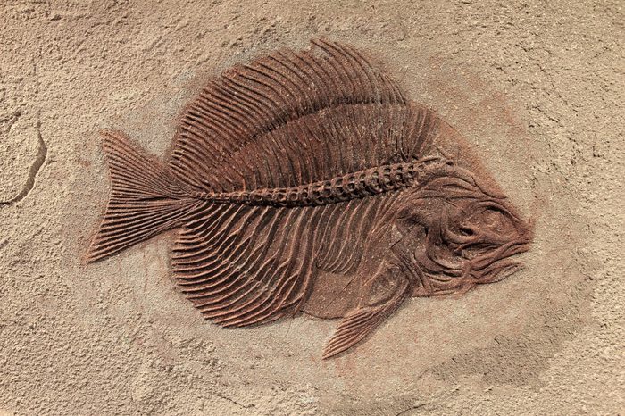 Fish fossil