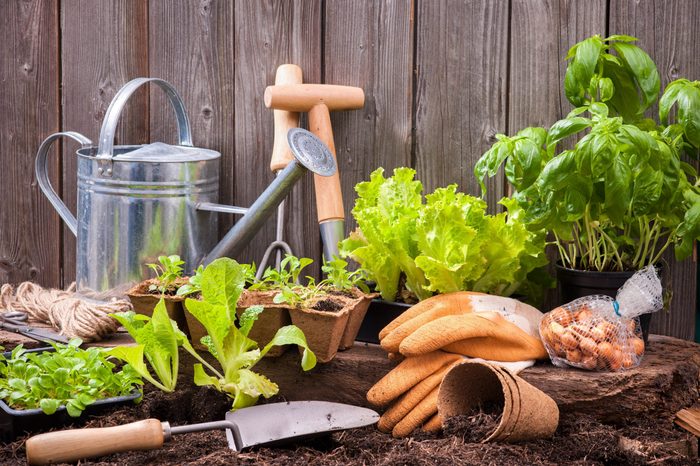 Seedlings of lettuce with gardening tools outside the potting shed