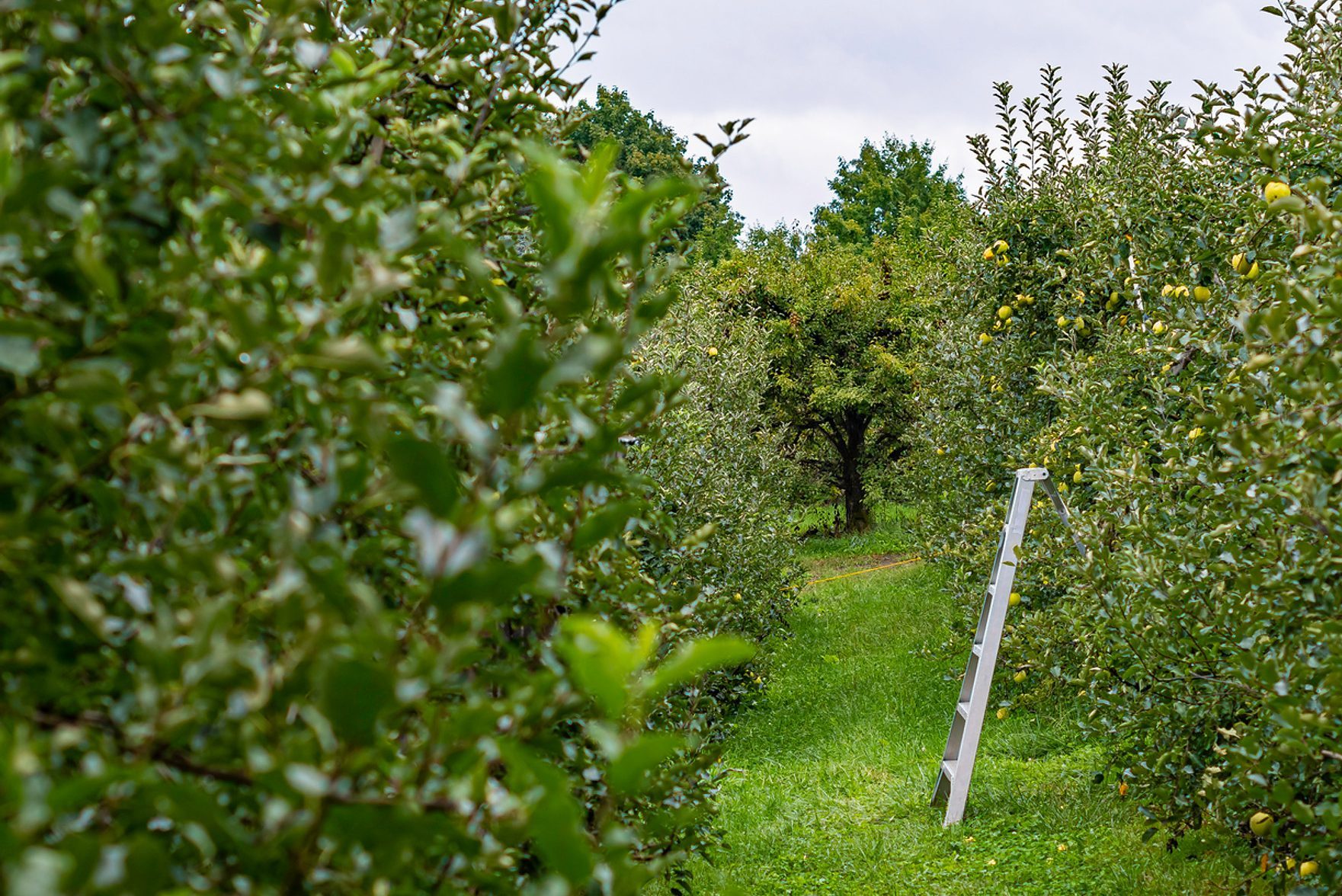 Honey Pot Hills Orchard