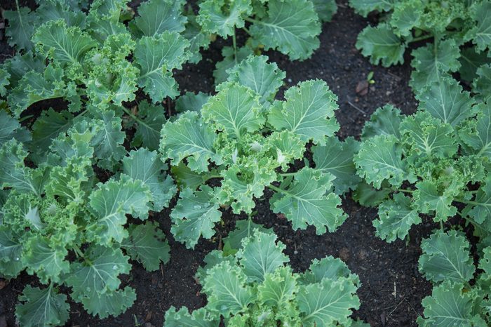 fresh kale in garden