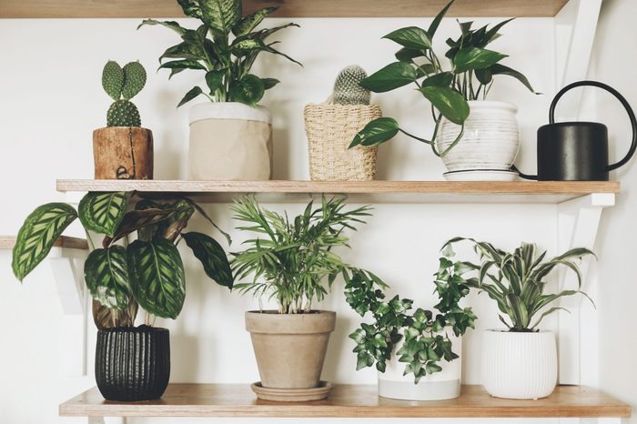 Stylish green plants and black watering can on wooden shelves. Modern hipster room decor. Cactus, dieffenbachia, epipremnum, calathea,dracaena,ivy, palm in pots on shelf