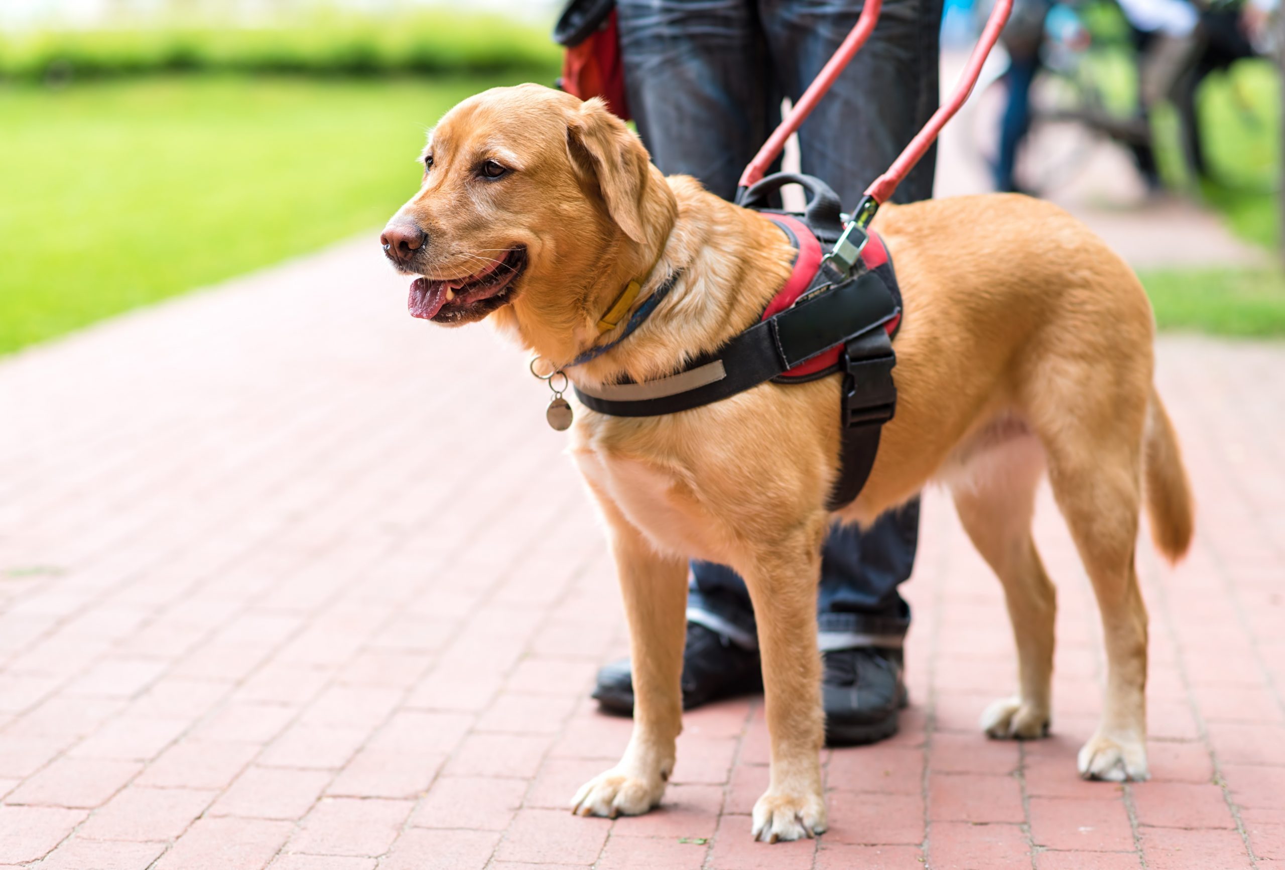 The Real Reason You Can’t Pet Service Dogs