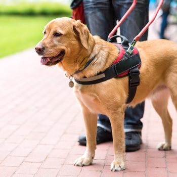 Guide dog is helping a blind man in the city