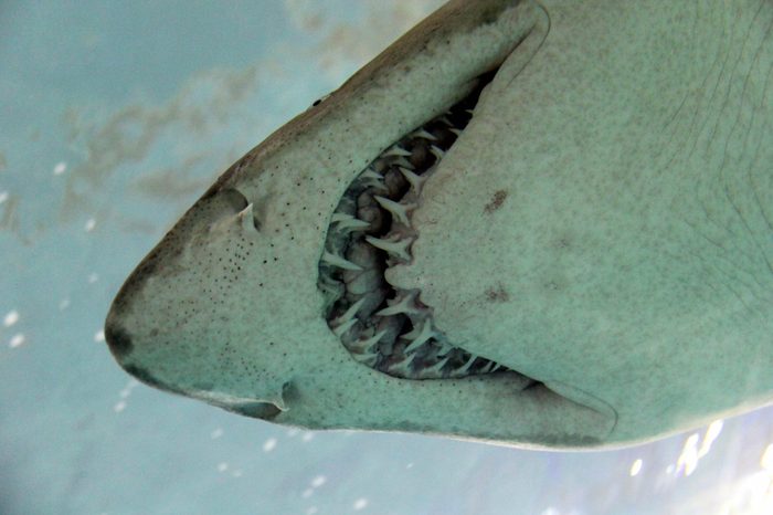 Underwater with a shark's teeth