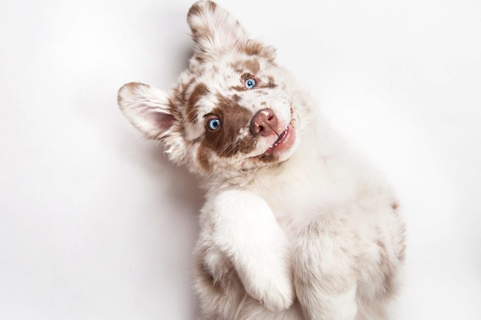 australian shepherd on white background