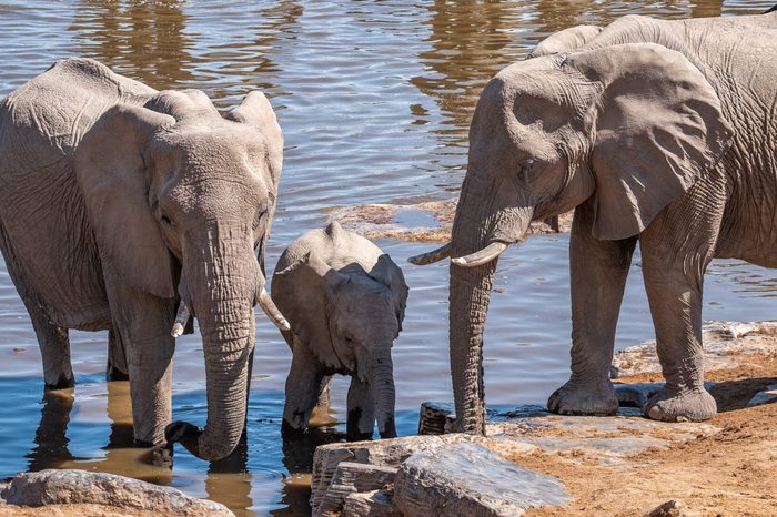 A family of elephants