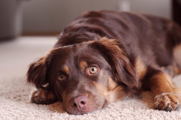 Dog Awakened from Nap on Floor