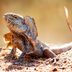 12 Things You Didn't Know Lizards Could Do