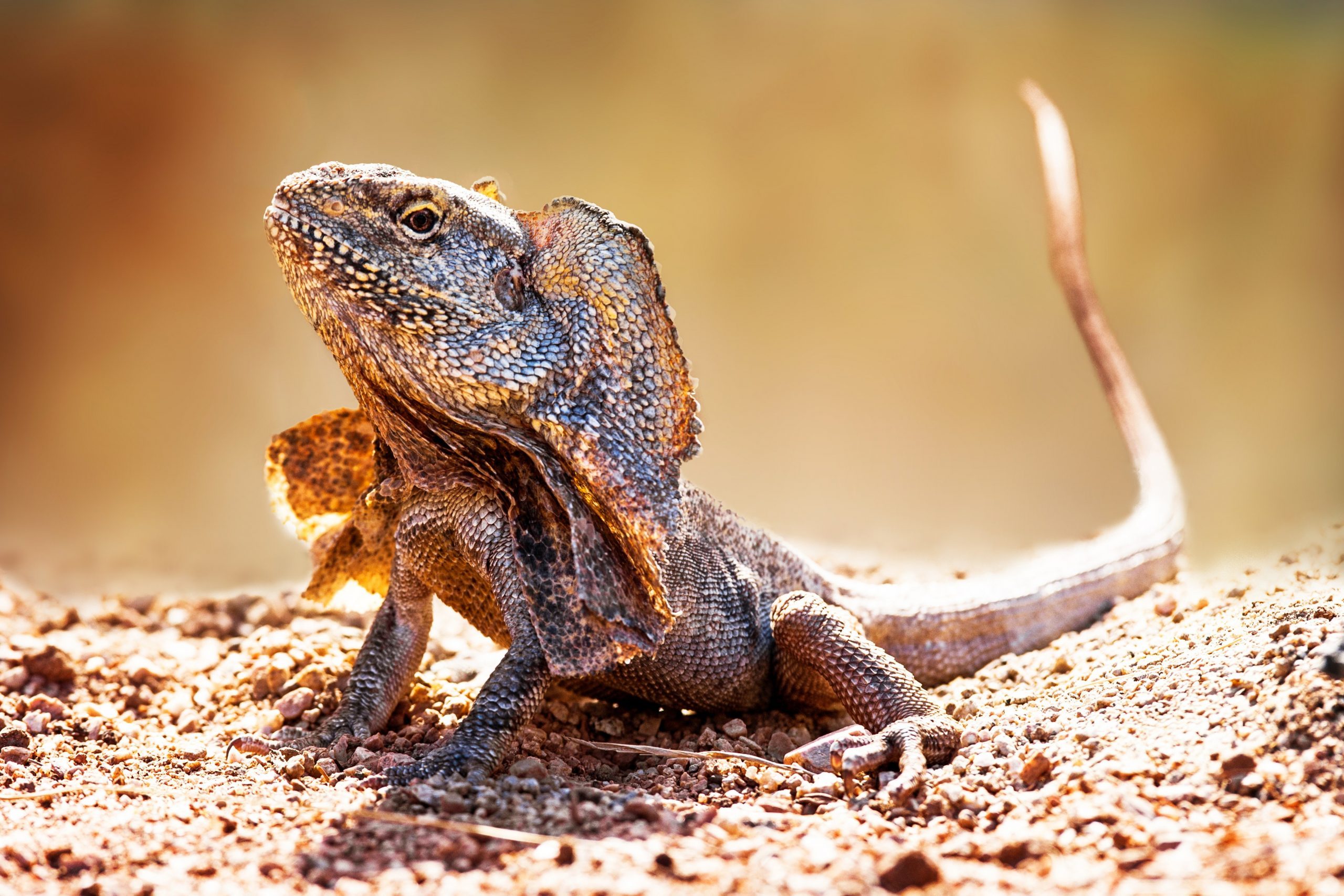 12 Things You Didn’t Know Lizards Could Do